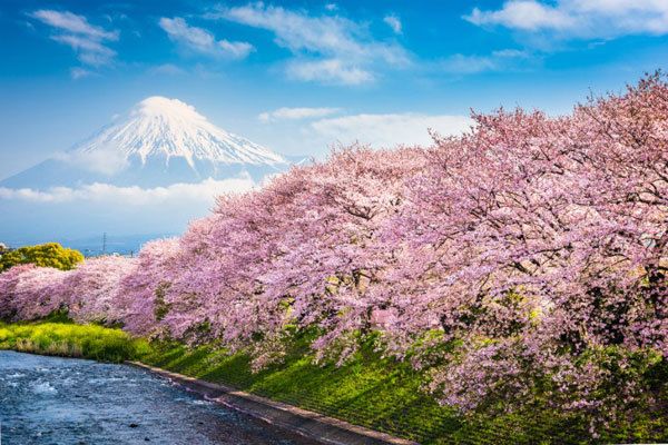 Mùa xuân Nhật Bản có gì?